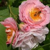 La Bee On Rose
