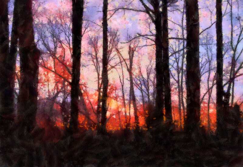 Sunset In Trees